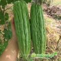 Tolerant to disease hybrid F1 Bitter gourd Balsam Pear seeds